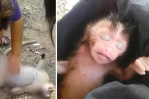 懷孕猴媽媽被車撞死，為救猴寶寶只好拿「刮鬍刀」現場剖腹，結局讓人忍不住哭了