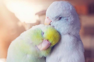 專門拍攝自家「鳥寶情侶放閃照」，超甜系列照讓網友眼睛狂噴愛心！