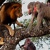 遇到獅子爬樹逃生？看完大貓跳上樹追捕猴子的畫面，你會後悔這個決定