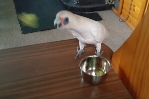 把花椰菜放在鸚鵡面前，只見牠叼起一朵...下一秒網友就笑噴啦XD(影片)