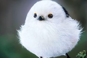 「憤怒鳥真鳥版！」鳥奴必追，芬蘭攝影師總能拍到超可愛的「圓滾滾鳥」寶照...一看就停不下來！
