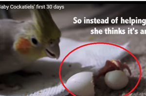 鸚鵡馬麻看著寶寶要孵化，但卻做出了這個令人傻眼的反應...囧