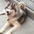 無家可歸的哈士奇與貴賓犬相互依靠,即使被帶到收容中心仍堅持每天黏TT(*´∀`)~♥