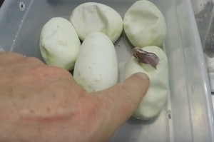 男子向網友展現自己蛋蛋，孵化後跑出一堆可愛的「小恐龍」，網友都被萌翻了