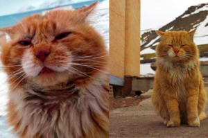 挪威島上禁止養貓，唯一的喵星人改了身份，才順利留了下來XDD