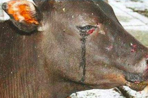牛被拖進屠宰場裡突然痛哭！被嚇到的屠夫決定...網友看了鼓掌到爆!!! 