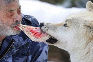 真實狼人！他與狼群生活40年，和野狼搶生肉吃的畫面...網友看了超震撼!!！（附影片)