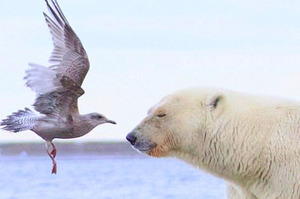 海鷗當面襲擊北極熊，結果北極熊的反應...讓網友直呼：太不可思議啦!!!