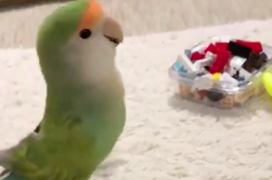 超可愛鳥寶跟著玩具跳舞，想不到下一秒「頭突然故障惹」...超爆笑反應讓網友全笑噴啦！