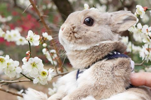 帶兔兔去賞花，他看到「眼睛發亮」的模樣，讓所有網友全融化啦！