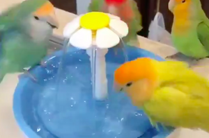 打造「鳥寶公共淋浴設施」，牠們超滿意淋浴的模樣，真的太可愛啦！（附影片）