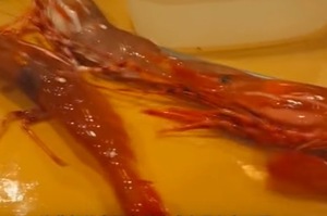 中國神秘禁菜「醉蝦」為什麼被禁?到底是太殘忍還是有其他原因?