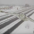 飛行畫面令人驚嘆！ 雪域貓頭鷹被交通監視器拍到畫面...讓人忍不住一看再看！！