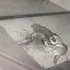 把大狗拴著看家是「陷狗於不義」行為。監視器拍到「杜賓犬」大戰「美洲獅」!