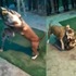 地下鬥犬場把「比特犬」放下場跟「幼虎」搏鬥,但仔細看真相卻是...?