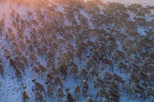 難得一見的奇蹟美景！超過3,200頭的馴鹿群體遷徙，穿越冰原彷彿電影裡的畫面！