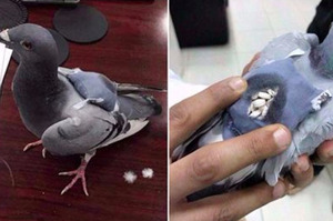 鴿子飛一半被警察攔截！打開牠身上背包...「內容物」讓警察超傻眼！(附影片)