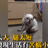 毛孩胖嘟嘟的療癒模樣真的超可愛!但一不小心就會變成...網友笑翻「不能再吃啦XD」