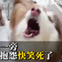 雪橇犬陪妹妹修毛髮等太久,見到麻麻狂抱怨:女人真麻煩!!#結果抱怨竟是裝的 #演技太好啦XDD