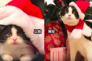 網友完美紀錄貓咪「過去」與「現在」的樣子，可愛又溫馨，讓人看了想留下幸福的眼淚>///<
