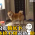 球球滾到衣櫃底下撿不到...馬麻竟然「見死不救」!胖柴真的快急死了啦!