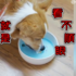 狗狗驚見碗裡有貓!又抓又咬超崩潰:麻麻我的碗裡有隻貓在白吃白喝 QQ(影片)