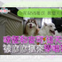 雪撬犬和聲控娃娃比唱歌,雪橇犬氣不過最後竟...報復舉動笑壞馬麻XD(影片)