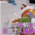 父親節要柯基陪玩,結果把拔超級白目!以為玩玩具,原來是玩「人體壽司」啊!(影片)