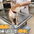 只是手碰到就該該哀嚎~浮誇柴不想打針竟假裝被家暴?這叫聲也太慘了~快打給動保局 XD(影片)