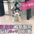 小月月亂尿尿被麻麻罵,整個8+9上身氣炸狂頂嘴:「就說不是我!我才不認錯!」(影片)