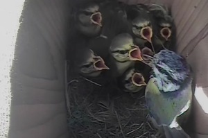 驚！啄木鳥慢慢啄破箱子偷走藍山雀寶寶，恐怖片般的無助情節，觀看慎入！