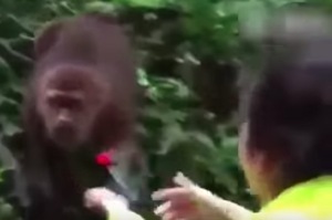 對岸遊客餵猴子近距離拍攝，沒想到猴子一個不注意就把手機搶走啦ＸＤ！