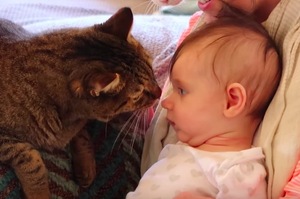 平常兇巴巴的喵皇靠近寶寶，結果完全變一隻貓了！！不公平啦這麼溫柔ＸＤ！