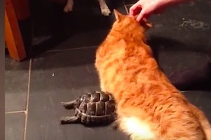 「知道偶的可怕了吧！」超生氣的龜龜一直「頭槌」毫不知情的貓咪，最後笑死人啦ＸＤＤ！
