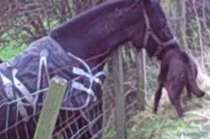 這個「馬吃狗」的影片讓網友震驚，但仔細看發覺居然是暖心的小故事～～