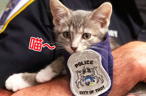 推特破萬就娉請！美國警察局信守承諾，聘請「警喵」協助辦公！