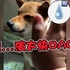 戲精柴柴4NI!還沒打先來表情包?