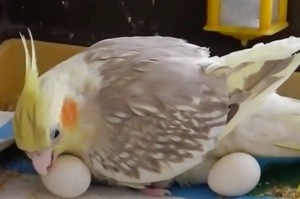 好忙！鸚鵡媽媽的寶貝蛋多到用身體藏不住，畫面又萌又暖