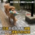 上廁所當然要手牽手啊!金金咬著小猴子大解放!