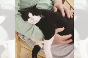黑白巨貓吃飽一定要把拔拍拍睡覺，超黏人幸福的模樣，讓鏟屎官們羨慕炸（影片）