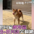 戲精柴想回家吹冷氣,浮誇演出+狂拜託笑翻網友