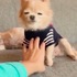 沒有摸摸就吃醋,狗狗銷魂的表情看起來超激爽