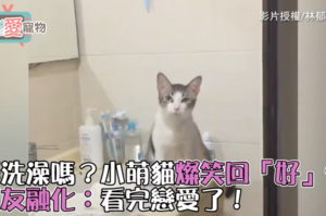 要洗澡嗎？小萌貓燦笑回「好」，網友融化：看完戀愛了！