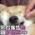 爆睡柴累得像隻狗,按這開關秒驚醒XD(影片)