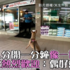 跟主人分開一分鐘像一世紀,浮誇汪熱烈歡迎:「偶好想你」(影片)