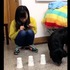 厭世狗系列:主人用「杯子遊戲」測試狗狗智商,狗狗完全不想理她