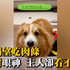 柯基用眼神乞討肉條,主人假裝看不懂,柯基的反應超爆笑!