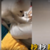 博美跟拔拔玩球球,拔拔出賤招,把球藏腋下,博美表示好崩潰。