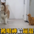 雪橇犬被霸氣貓主子一個眼神徹底馴服了,嚇到定格不動的樣子超萌呆
