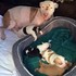 鬥牛犬的「悲慘過去」讓她視線一秒都不肯離開孩子⋯⋯